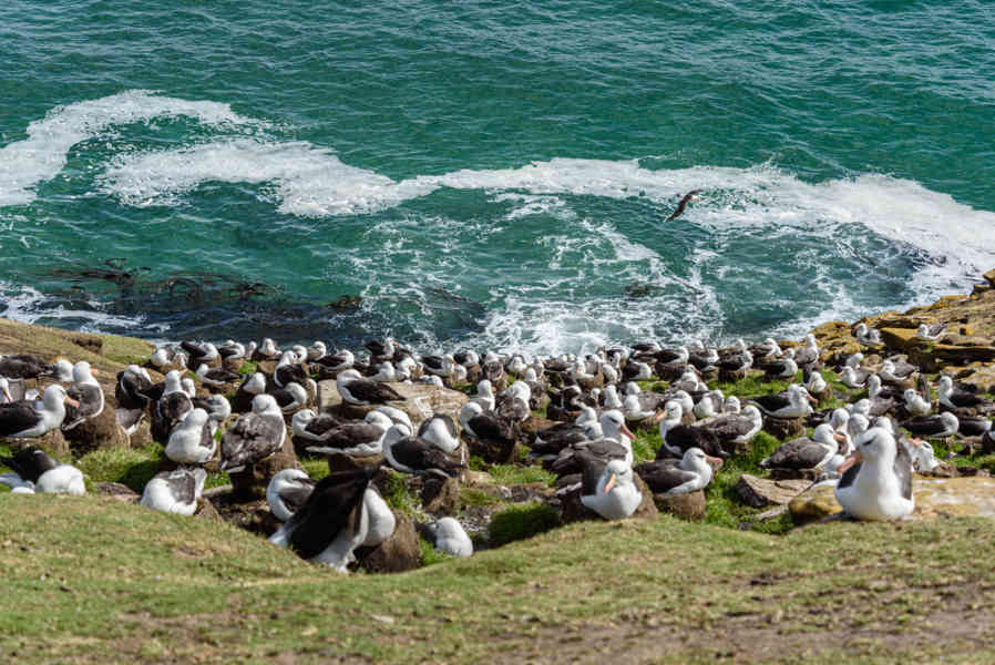 Albatros de Ceja Negra - islas Falkland o Malvinas  07.jpg